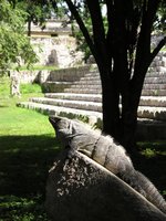 Iguana at Uxmal ruin